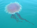 jellyfish-961